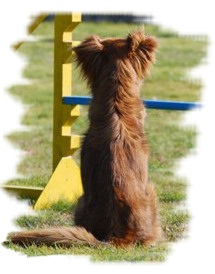 Koala az első akadály előtt