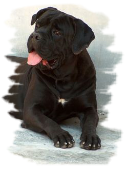 cane corso